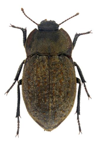 Réf. 356 037 : Asida sericea